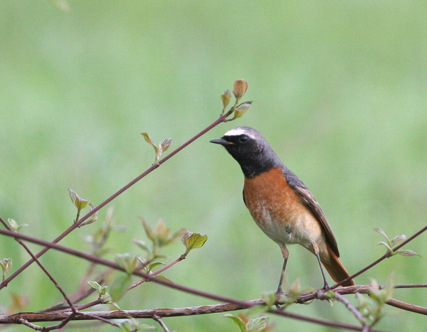 Codirosso - Phoenicurus phoenicurus